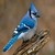 bluejay09 picture